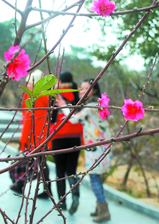 汕頭巨峰寺迎來(lái)最早桃花盛會(huì)