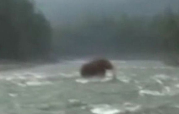 視頻曝俄遠東驚現(xiàn)史前動物 猛犸象復活?(圖)