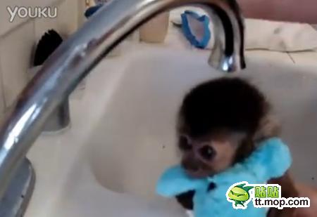 能買猴子當(dāng)寵物 人類已經(jīng)無法阻止網(wǎng)購了