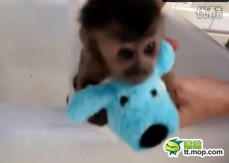 能買猴子當(dāng)寵物 人類已經(jīng)無法阻止網(wǎng)購了