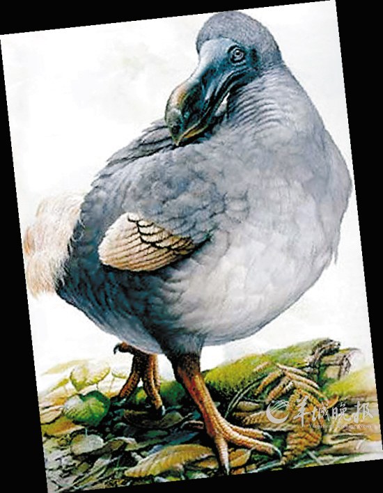 盤點(diǎn)動(dòng)物糞便6大妙用:抹香鯨糞便可做香水