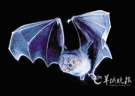 盤點(diǎn)動(dòng)物糞便6大妙用:抹香鯨糞便可做香水