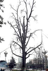 成都十大樹王最老超2000歲 被當(dāng)?shù)厝朔顬樯駱?/></p>

<p>今天是植樹節(jié)，成都市區(qū)有多少株名木古樹？其中的“樹王”又在什么地方？昨日，天府早報(bào)記者就成都的名木古樹現(xiàn)狀做了探訪，成都市五城區(qū)共有1600余株名木古樹，且都擁有自己的“戶口”。中心城區(qū)內(nèi)年齡最大的古樹是位于昭覺寺的古黃葛樹，樹齡300多年，而成都的“樹王”則是丹景山的一株漢柏，樹齡2000余年。</p>

<p><strong>保護(hù)</strong></p>

<p><strong>1600株古樹都有“身份證”</strong></p>

<p>星輝中路有一株皂莢，胸徑約80厘米，在樹干中部有一個(gè)鐵片制成的“證件”，上面詳細(xì)介紹了這株樹的“來歷”，除了樹木的科、屬等內(nèi)容外，還有英文注解。這是成都市綠化工程隊(duì)為古樹名木掛的“身份證”。</p>

<p>目前，成都市主城區(qū)這種有“身份證”的名木古樹有1600多株，品種主要有四類，分別為銀杏、皂莢、黃葛和國槐。其中有近1000株是銀杏。這些名木古樹重點(diǎn)分布在天府廣場、文廟街、方池街、小南街、東城根街等50余條大小街道。</p>

<p>園林專家稱，“古樹”是指生長100年以上的老樹，而“名木”指具有社會(huì)影響、聞名于世的樹，樹齡也往往超過100年。</p>

<p><strong>探訪</strong></p>

<p><strong>城區(qū)“最老”古樹長在昭覺寺</strong></p>

<p>成都市林業(yè)園林局對(duì)在冊(cè)的名木古樹均實(shí)施了“特別照顧”。</p>

<p>天府廣場西單道路中央的兩株古銀杏在市民心目中印象最深：為了保護(hù)古樹，市政道路也不得不為其“改道”。</p>

<p>2006年，天府廣場地鐵施工，地下水位下降等因素對(duì)兩株古銀杏樹造成影響，成都市林業(yè)園林局與相關(guān)專家會(huì)商研究，于當(dāng)年3月對(duì)這兩株銀杏古樹采取了全面翻土、挖溝灌水、根部施肥等一系列復(fù)壯措施。</p>

<p>昭覺寺的古黃葛樹齡有300多年，在成都城區(qū)內(nèi)是最老的。這株黃葛樹根深葉茂，冠幅近30米。據(jù)該寺演法大和尚講，這株古樹有很多故事，樹里還包有一塊石碑，為昭覺寺典故之一。成都市林木專家做過測量，黃葛樹的胸徑有5.05米。</p>

<p><strong>檔案</strong></p>

<p><strong>千年“樹王”為彭州漢柏</strong></p>

<p>天府早報(bào)記者昨日從成都市林業(yè)園林局野保處了解到，成都還有“十大”千年古樹，包括位于青城山天師洞的古銀杏、崇州化成山大明寺內(nèi)的化成雙楠、大邑縣霧山鄉(xiāng)的接王寺紅豆杉、彭州市丹景山漢柏等。其中，丹景山漢柏更因?yàn)槠?000多年的悠久歷史，為十大千年古樹中的“樹王”。</p>

<p>丹景山漢柏經(jīng)歷了2000年歷史滄桑，風(fēng)貌依舊，而且樹木長勢良好，高30余米，胸徑1.5米。歷史資料記載，漢柏?fù)?jù)傳是漢代種植，被當(dāng)?shù)厝朔顬樯駱洹?/p>

<p>來源：四川在線 編輯：于姝楠</p>
</p>
</div>
</div>

<div   class=