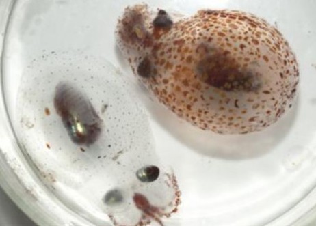 英科學(xué)家依靠仿生科技 研制出變色人造肌肉