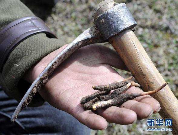 實拍藏民挖掘冬蟲夏草過程