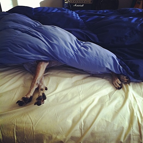 奇趣！動物攝影:一只特立獨行的狗(組圖)