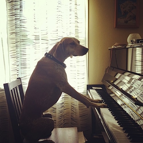 奇趣！動物攝影:一只特立獨行的狗(組圖)