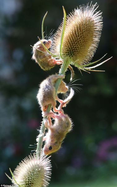 萌到了！瀕危物種 睡鼠孤兒勇奪藍莓果(高清)
