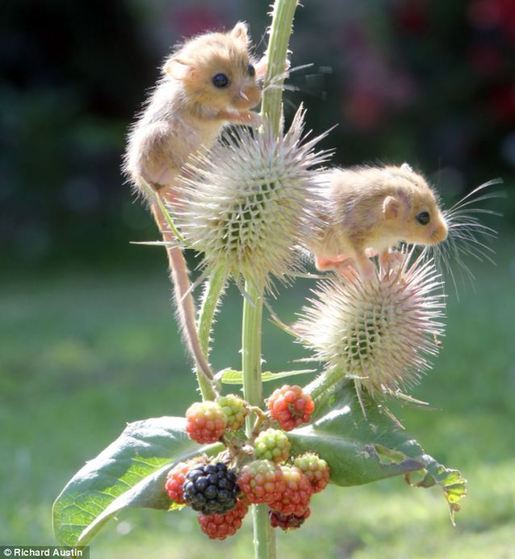 萌到了！瀕危物種 睡鼠孤兒勇奪藍(lán)莓果(高清)
