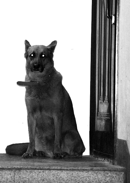 鄭州：多名警察及城管與大黃狗對峙3小時束手無策