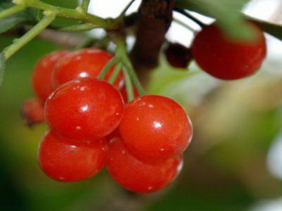 女性養(yǎng)生：這7種蔬菜 告別“人老珠黃”