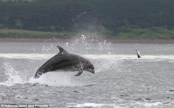 聰明海豚圍捕遷徙中大馬哈魚不亦樂乎(圖)