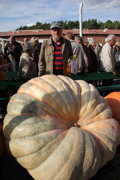 實(shí)拍德國(guó)南瓜大賽：503公斤“南瓜王”奪冠