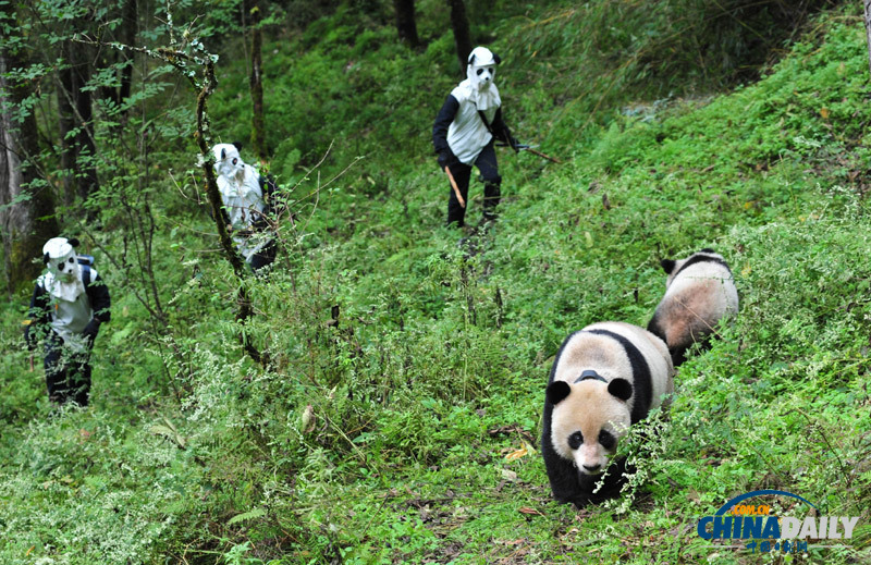 臥龍大熊貓野化訓(xùn)練畢業(yè) 明天將正式放歸野外