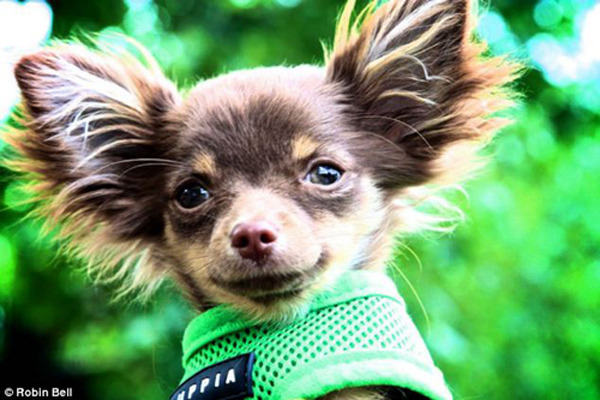 全英超級(jí)狗模決賽 奪冠熱門(mén)小狗秀英姿