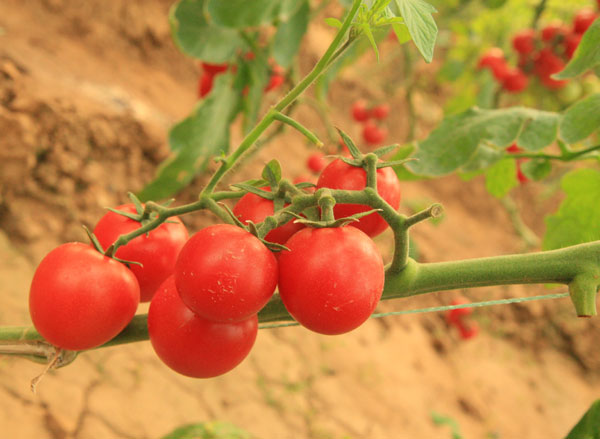 生態(tài)農(nóng)業(yè)，生態(tài)運(yùn)城