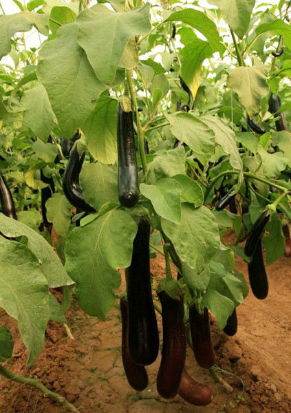 生態(tài)農(nóng)業(yè)，生態(tài)運(yùn)城