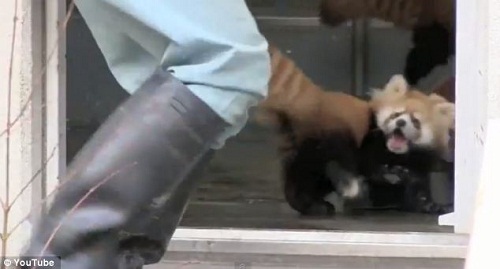 小熊貓受驚四腳朝天表情萌 被封“表情帝” 圖