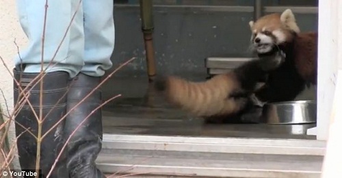 小熊貓受驚四腳朝天表情萌 被封“表情帝” 圖