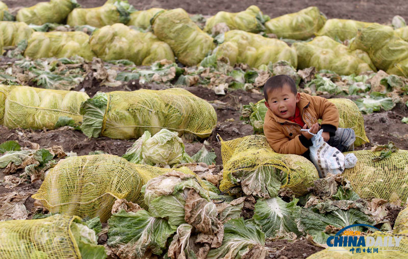 直擊青島多地大白菜滯銷 愛心企業(yè)助推銷售渠道