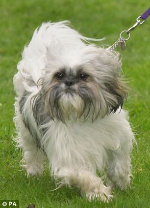 英國(guó)男子痛恨前女友撒謊 將其寵物狗毛剃光(圖)