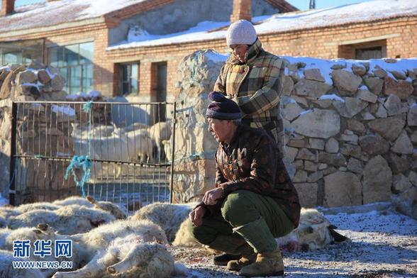 野狼都餓瘋了——內(nèi)蒙古狼患背后的生態(tài)困局