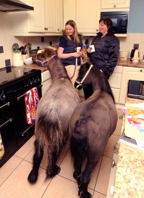 小馬被寵壞 與主人同住室內(nèi)、愛看電視(組圖)