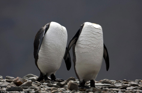 攝影師拍“無頭企鵝” 樂得差點(diǎn)沒拿穩(wěn)相機(jī)(圖)