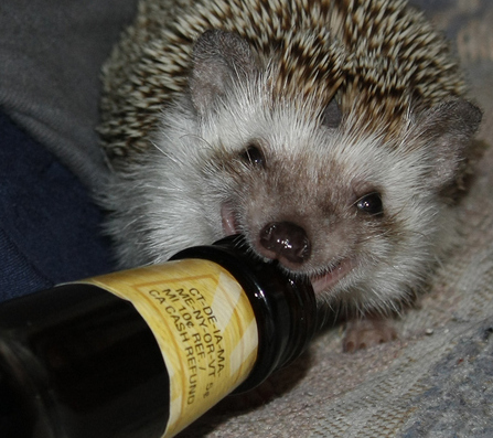 小刺猬也要工作“掙錢養(yǎng)家”