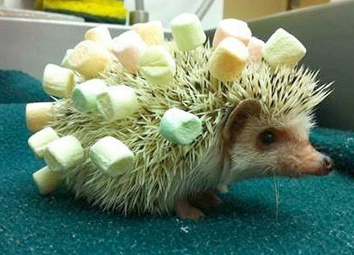 小刺猬也要工作“掙錢養(yǎng)家”