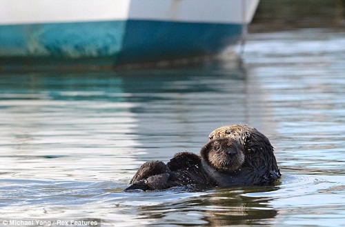 小海獺欲吃塑料紙 海獺媽媽護(hù)子心切忙搶下(圖)