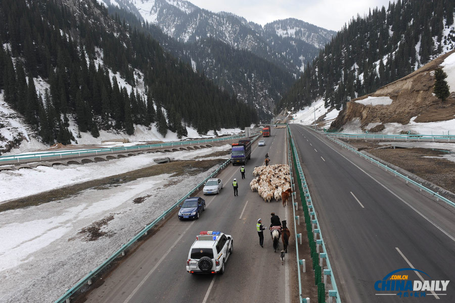 新疆：羊群轉(zhuǎn)場高速公路成“牧道”