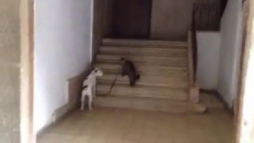 圖：以色列霸氣貓咪竟然會(huì)遛狗