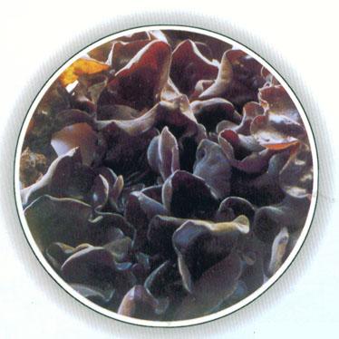 吐血推薦：營養(yǎng)師最愛的食物