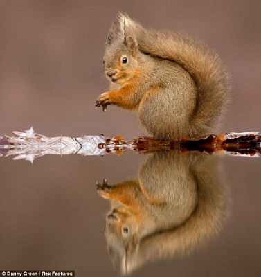 有趣！可愛(ài)紅松鼠水邊“對(duì)影自憐”(組圖)