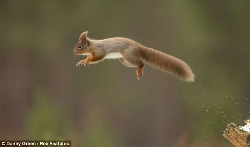 有趣!可愛(ài)紅松鼠水邊“對(duì)影自憐”(組圖)