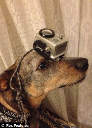 快到鼻子上來！超萌狗狗身懷絕技 鼻子啥都能頂