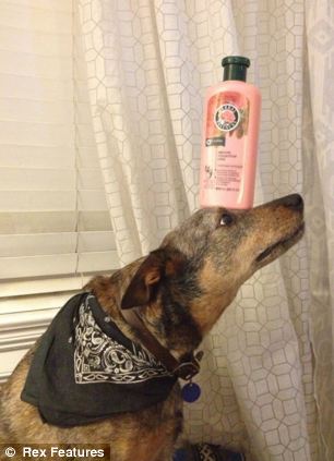 快到鼻子上來!超萌狗狗身懷絕技 鼻子啥都能頂