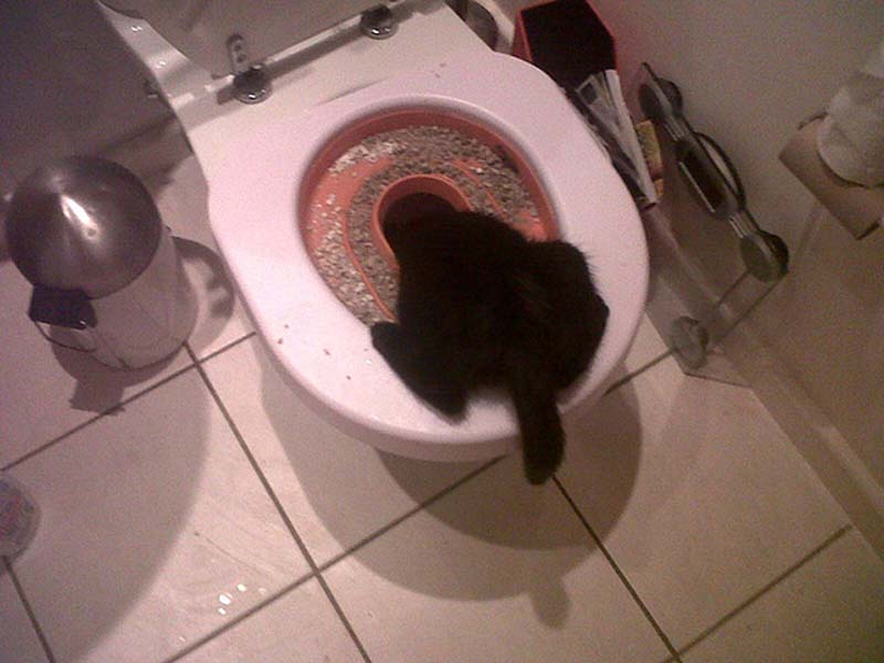 百變貓咪秀 萌呆了