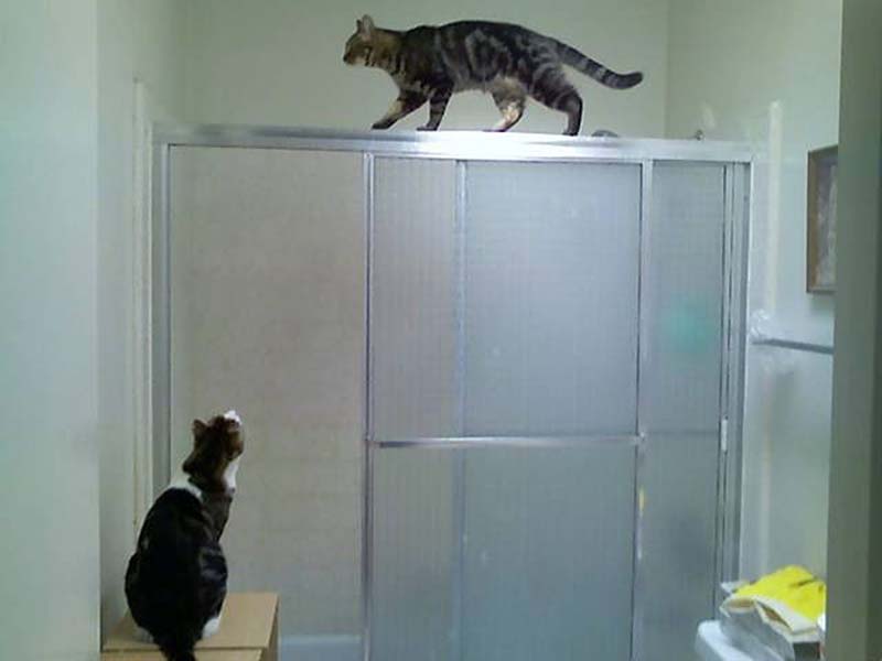 百變貓咪秀 萌呆了