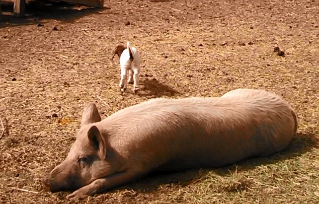 美農(nóng)場(chǎng)可愛羊羔躍上豬背令人捧腹(組圖)