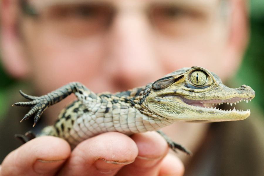 小動(dòng)物幼稚園也過兒童節(jié) 超級(jí)萌物排排坐