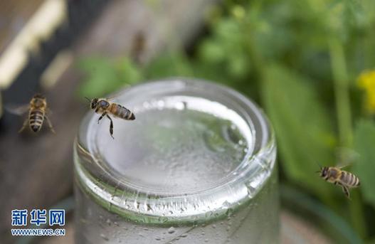 克羅地亞研究人員成功讓受訓蜜蜂“掃雷”