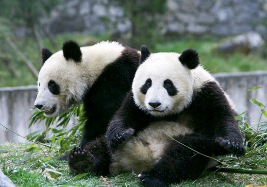 大陸贈(zèng)臺(tái)熊貓產(chǎn)下幼仔 團(tuán)團(tuán)圓圓“姐弟戀”修成正果