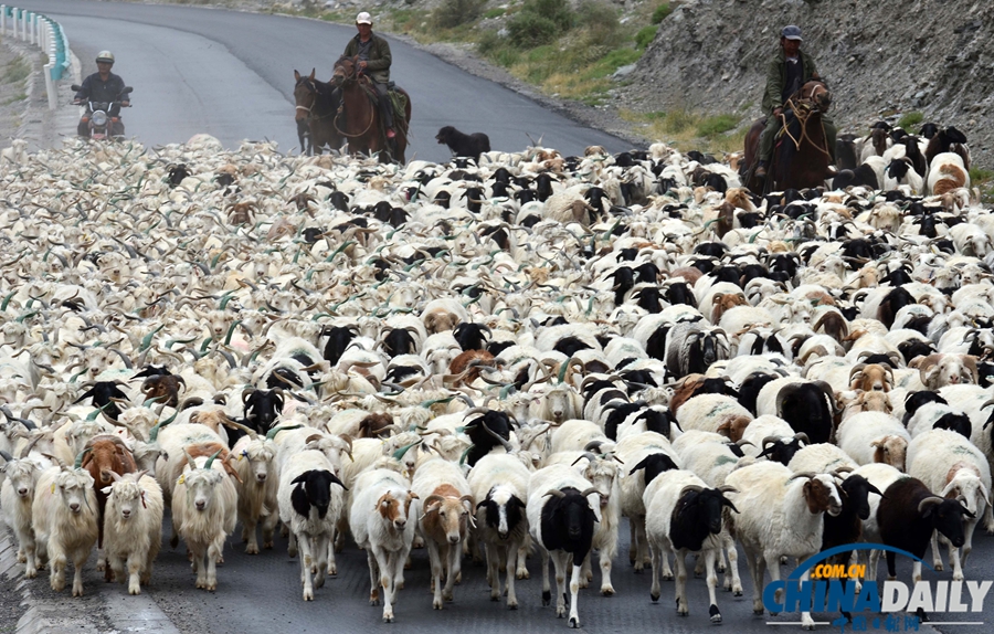 高清組圖：新疆南部牧民牛羊陸續(xù)轉(zhuǎn)場