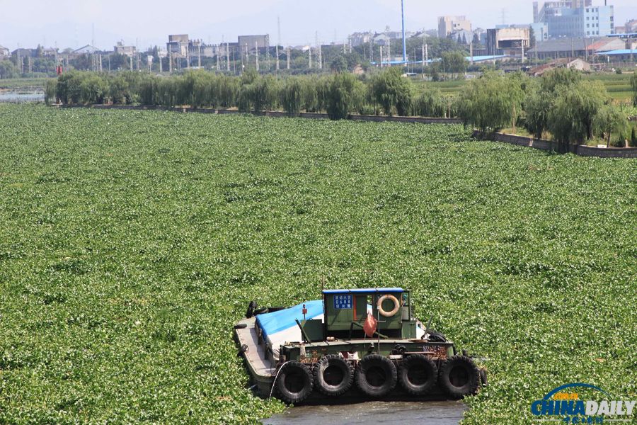 浙江紹興：水葫蘆封堵河道