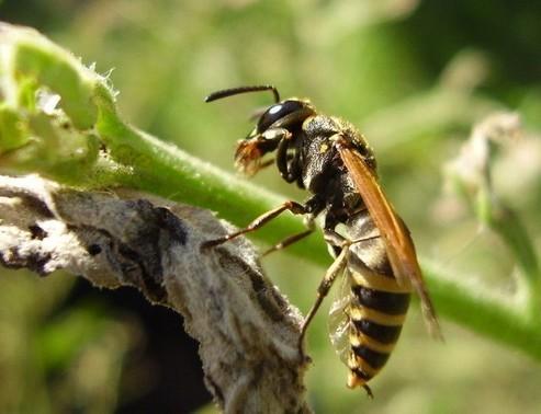 陜西超1600人被胡蜂攻擊42人喪命 衛(wèi)計(jì)委下令撲殺