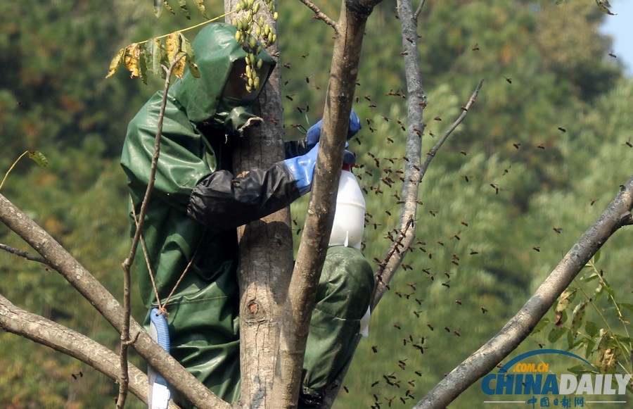 陜西三市42人被胡蜂蟄死 1周摘除蜂窩近千個(gè)
