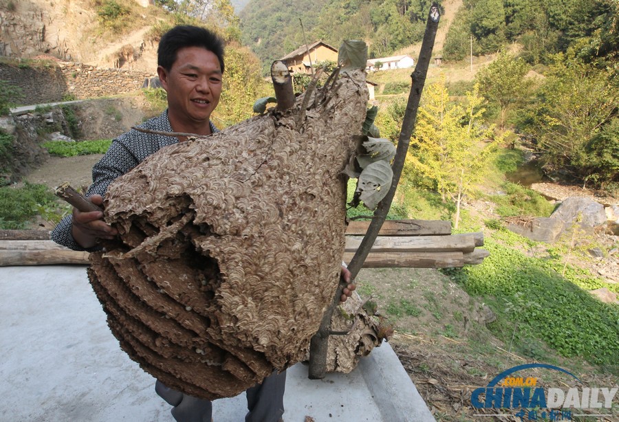 陜西三市42人被胡蜂蟄死 1周摘除蜂窩近千個