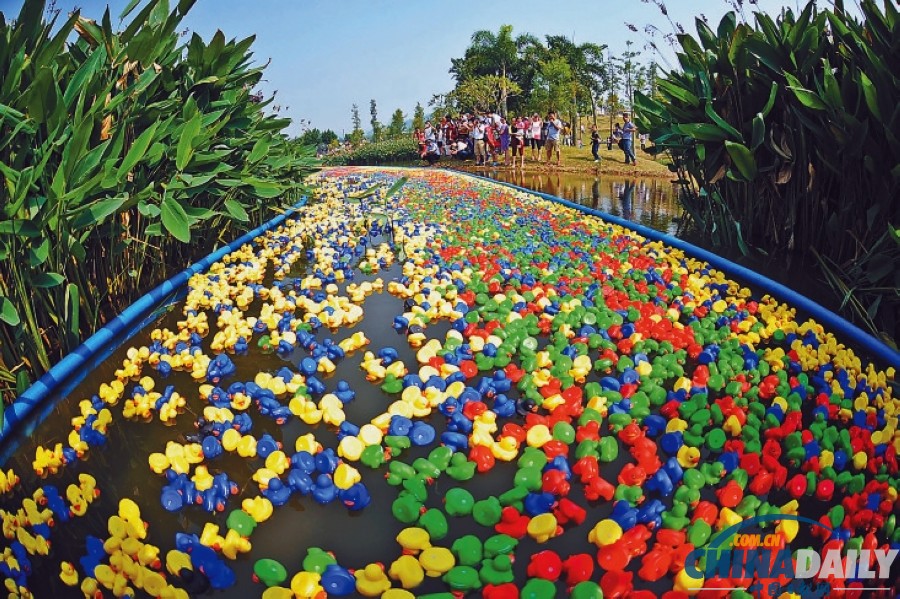 50000只五色小鴨深圳為愛(ài)漂流 壯觀場(chǎng)面引圍觀